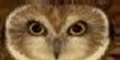 Tomar Owl Sanctuary